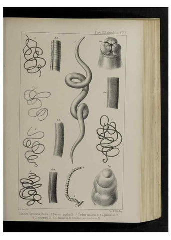 Reproducción/Reproduction 48992573942: Proceedings of the Zoological Society of London.. London :Academic Press, [etc.],1833-1965.. 