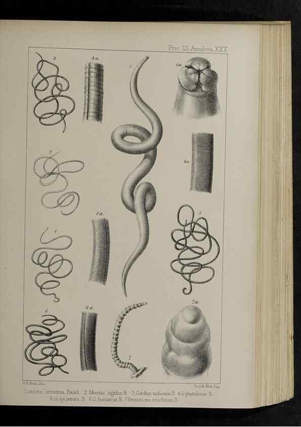 Reproducción/Reproduction 48992573942: Proceedings of the Zoological Society of London.. London :Academic Press, [etc.],1833-1965.. 