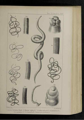 Reproducción/Reproduction 48992573942: Proceedings of the Zoological Society of London.. London :Academic Press, [etc.],1833-1965.. 