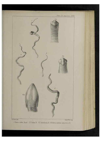 Reproducción/Reproduction 48992574337: Proceedings of the Zoological Society of London.. London :Academic Press, [etc.],1833-1965.. 