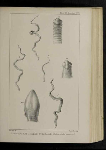 Reproducción/Reproduction 48992574337: Proceedings of the Zoological Society of London.. London :Academic Press, [etc.],1833-1965.. 