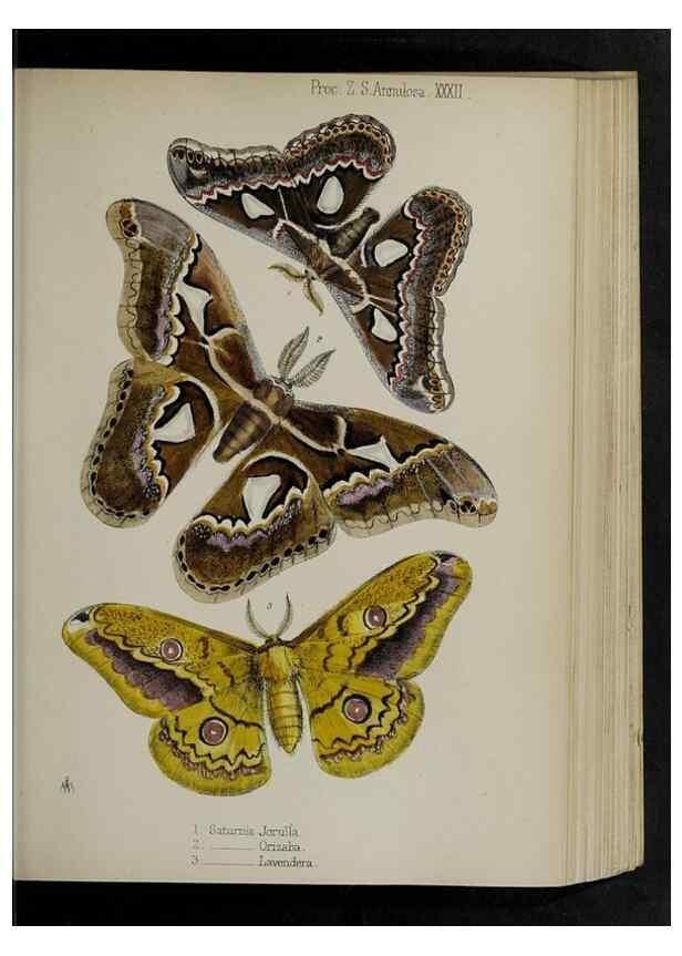 Reproducción/Reproduction 48992377651: Proceedings of the Zoological Society of London.. London :Academic Press, [etc.],1833-1965.. 