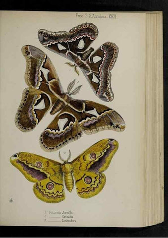 Reproducción/Reproduction 48992377651: Proceedings of the Zoological Society of London.. London :Academic Press, [etc.],1833-1965.. 