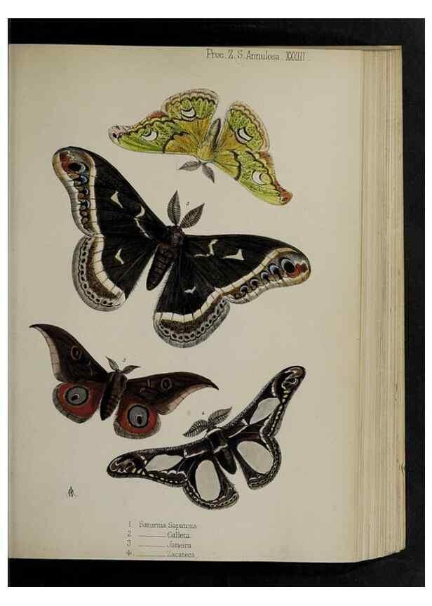 Reproducción/Reproduction 48991832603: Proceedings of the Zoological Society of London.. London :Academic Press, [etc.],1833-1965.. 