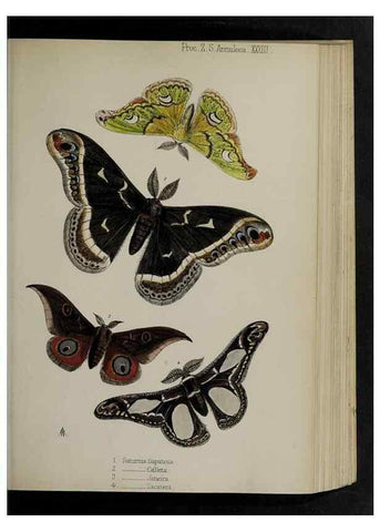 Reproducción/Reproduction 48991832603: Proceedings of the Zoological Society of London.. London :Academic Press, [etc.],1833-1965.. 
