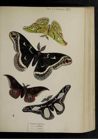 Reproducción/Reproduction 48991832603: Proceedings of the Zoological Society of London.. London :Academic Press, [etc.],1833-1965.. 