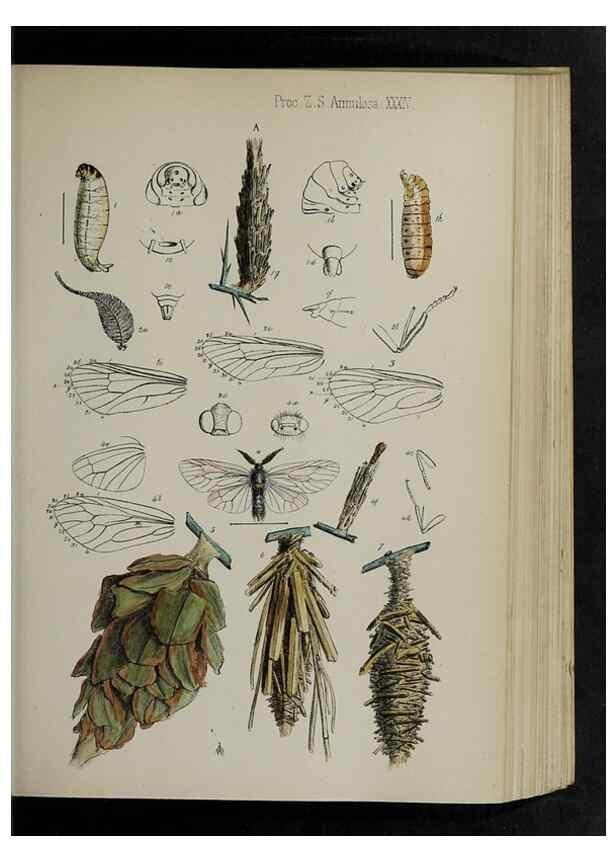 Reproducción/Reproduction 48991833038: Proceedings of the Zoological Society of London.. London :Academic Press, [etc.],1833-1965.. 