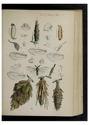 Reproducción/Reproduction 48991833038: Proceedings of the Zoological Society of London.. London :Academic Press, [etc.],1833-1965.. 