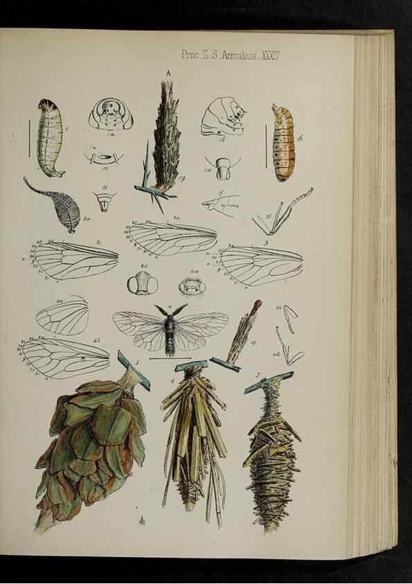 Reproducción/Reproduction 48991833038: Proceedings of the Zoological Society of London.. London :Academic Press, [etc.],1833-1965.. 
