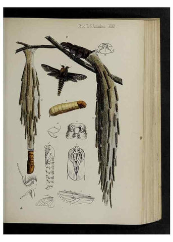 Reproducción/Reproduction 48991833418: Proceedings of the Zoological Society of London.. London :Academic Press, [etc.],1833-1965.. 