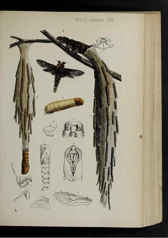 Reproducción/Reproduction 48991833418: Proceedings of the Zoological Society of London.. London :Academic Press, [etc.],1833-1965.. 