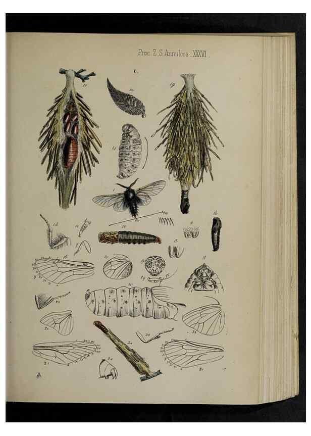 Reproducción/Reproduction 48991833803: Proceedings of the Zoological Society of London.. London :Academic Press, [etc.],1833-1965.. 