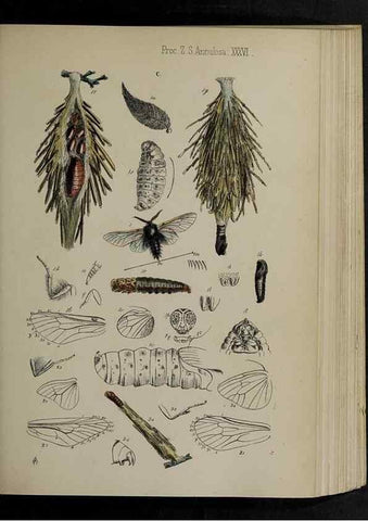 Reproducción/Reproduction 48991833803: Proceedings of the Zoological Society of London.. London :Academic Press, [etc.],1833-1965.. 