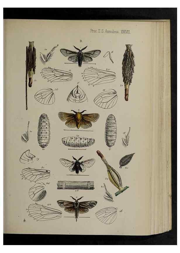 Reproducción/Reproduction 48992379591: Proceedings of the Zoological Society of London.. London :Academic Press, [etc.],1833-1965.. 