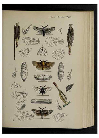 Reproducción/Reproduction 48992379591: Proceedings of the Zoological Society of London.. London :Academic Press, [etc.],1833-1965.. 