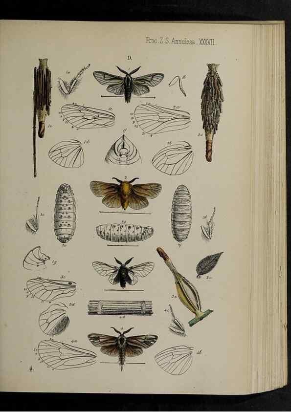 Reproducción/Reproduction 48992379591: Proceedings of the Zoological Society of London.. London :Academic Press, [etc.],1833-1965.. 