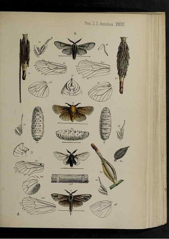 Reproducción/Reproduction 48992379591: Proceedings of the Zoological Society of London.. London :Academic Press, [etc.],1833-1965.. 