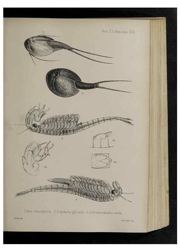 Reproducción/Reproduction 48991828238: Proceedings of the Zoological Society of London.. London :Academic Press, [etc.],1833-1965.. 