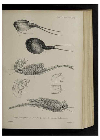 Reproducción/Reproduction 48991828238: Proceedings of the Zoological Society of London.. London :Academic Press, [etc.],1833-1965.. 