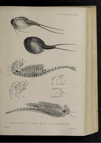 Reproducción/Reproduction 48991828238: Proceedings of the Zoological Society of London.. London :Academic Press, [etc.],1833-1965.. 
