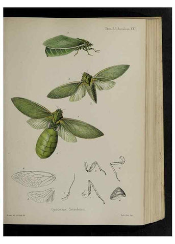 Reproducción/Reproduction 48992373326: Proceedings of the Zoological Society of London.. London :Academic Press, [etc.],1833-1965.. 