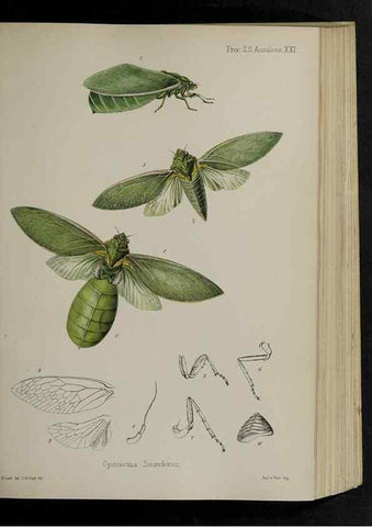 Reproducción/Reproduction 48992373326: Proceedings of the Zoological Society of London.. London :Academic Press, [etc.],1833-1965.. 