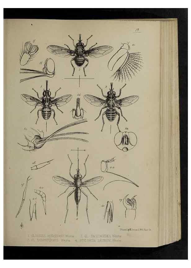 Reproducción/Reproduction 48991826643: Proceedings of the Zoological Society of London.. London :Academic Press, [etc.],1833-1965.. 