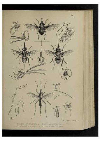 Reproducción/Reproduction 48991826643: Proceedings of the Zoological Society of London.. London :Academic Press, [etc.],1833-1965.. 