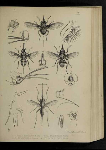 Reproducción/Reproduction 48991826643: Proceedings of the Zoological Society of London.. London :Academic Press, [etc.],1833-1965.. 