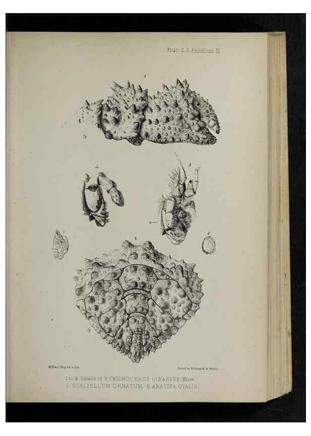 Reproducción/Reproduction 48992366161: Proceedings of the Zoological Society of London.. London :Academic Press, [etc.],1833-1965.. 
