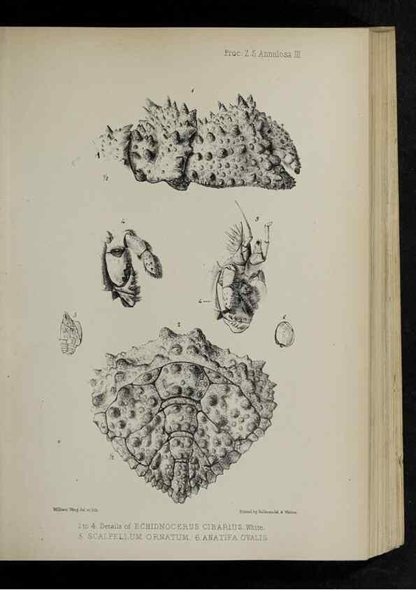 Reproducción/Reproduction 48992366161: Proceedings of the Zoological Society of London.. London :Academic Press, [etc.],1833-1965.. 