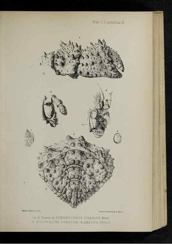 Reproducción/Reproduction 48992366161: Proceedings of the Zoological Society of London.. London :Academic Press, [etc.],1833-1965.. 