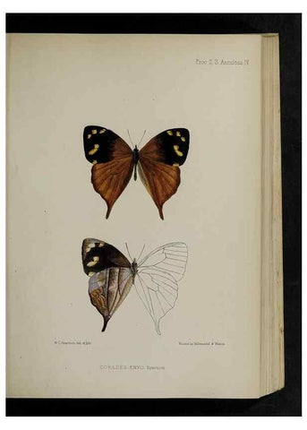Reproducción/Reproduction 48991820623: Proceedings of the Zoological Society of London.. London :Academic Press, [etc.],1833-1965.. 