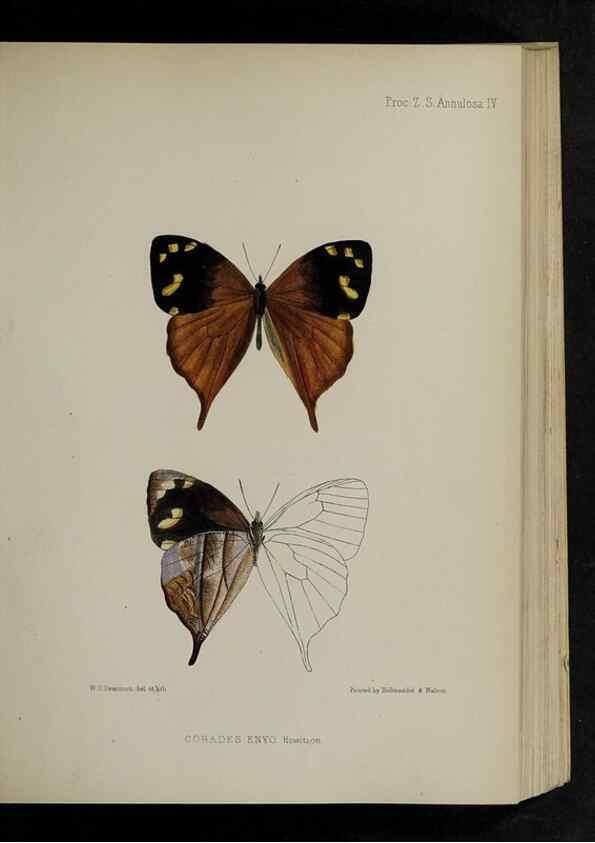 Reproducción/Reproduction 48991820623: Proceedings of the Zoological Society of London.. London :Academic Press, [etc.],1833-1965.. 