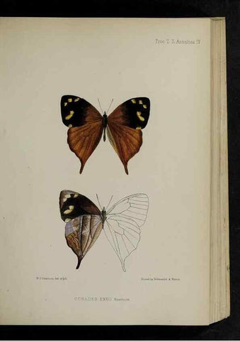 Reproducción/Reproduction 48991820623: Proceedings of the Zoological Society of London.. London :Academic Press, [etc.],1833-1965.. 