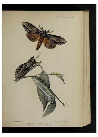 Reproducción/Reproduction 48992563917: Proceedings of the Zoological Society of London.. London :Academic Press, [etc.],1833-1965.. 