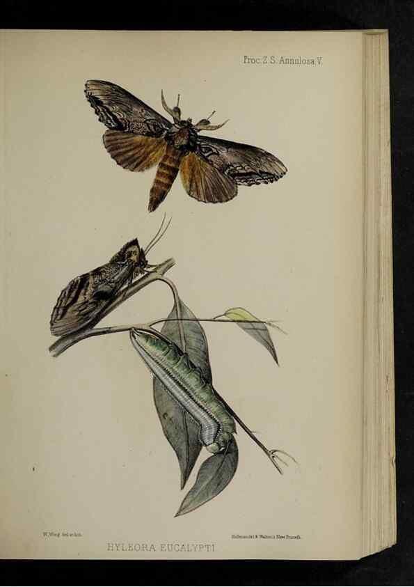 Reproducción/Reproduction 48992563917: Proceedings of the Zoological Society of London.. London :Academic Press, [etc.],1833-1965.. 