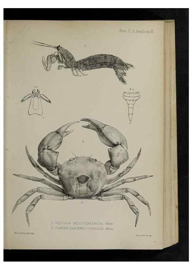 Reproducción/Reproduction 48992367576: Proceedings of the Zoological Society of London.. London :Academic Press, [etc.],1833-1965.. 