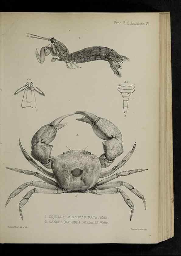 Reproducción/Reproduction 48992367576: Proceedings of the Zoological Society of London.. London :Academic Press, [etc.],1833-1965.. 