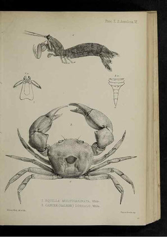 Reproducción/Reproduction 48992367576: Proceedings of the Zoological Society of London.. London :Academic Press, [etc.],1833-1965.. 