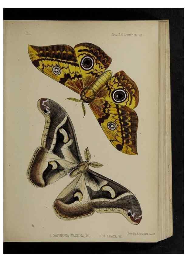 Reproducción/Reproduction 48992564682: Proceedings of the Zoological Society of London.. London :Academic Press, [etc.],1833-1965.. 