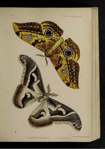Reproducción/Reproduction 48992564682: Proceedings of the Zoological Society of London.. London :Academic Press, [etc.],1833-1965.. 