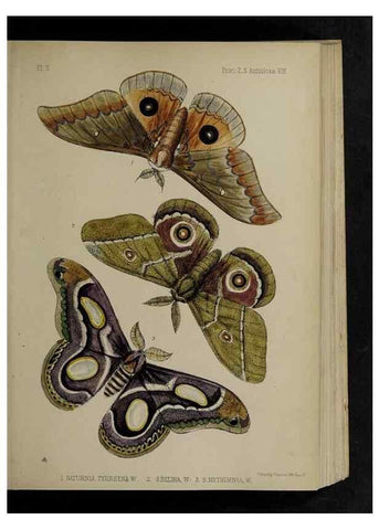 Reproducción/Reproduction 48992368246: Proceedings of the Zoological Society of London.. London :Academic Press, [etc.],1833-1965.. 