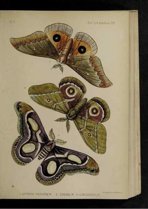 Reproducción/Reproduction 48992368246: Proceedings of the Zoological Society of London.. London :Academic Press, [etc.],1833-1965.. 