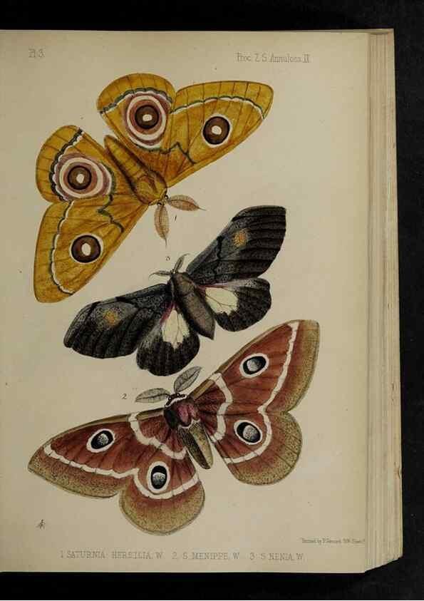 Reproducción/Reproduction 48992368706: Proceedings of the Zoological Society of London.. London :Academic Press, [etc.],1833-1965.. 
