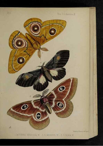 Reproducción/Reproduction 48992368706: Proceedings of the Zoological Society of London.. London :Academic Press, [etc.],1833-1965.. 