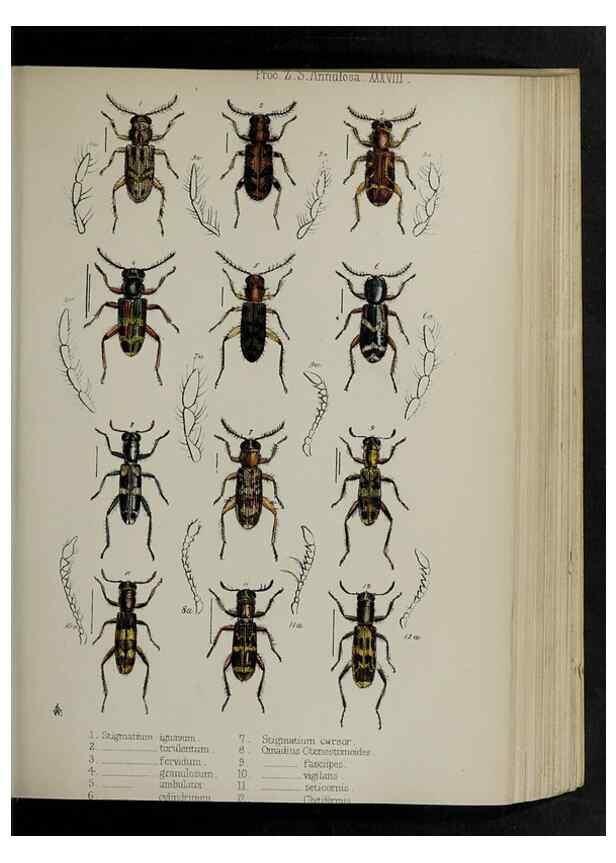 Reproducción/Reproduction 48992577057: Proceedings of the Zoological Society of London.. London :Academic Press, [etc.],1833-1965.. 