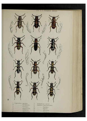 Reproducción/Reproduction 48992577057: Proceedings of the Zoological Society of London.. London :Academic Press, [etc.],1833-1965.. 