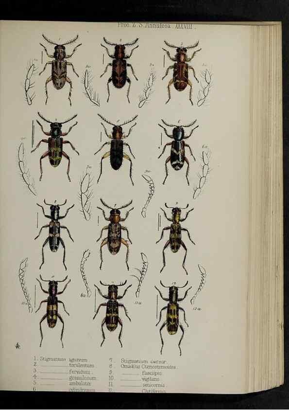 Reproducción/Reproduction 48992577057: Proceedings of the Zoological Society of London.. London :Academic Press, [etc.],1833-1965.. 