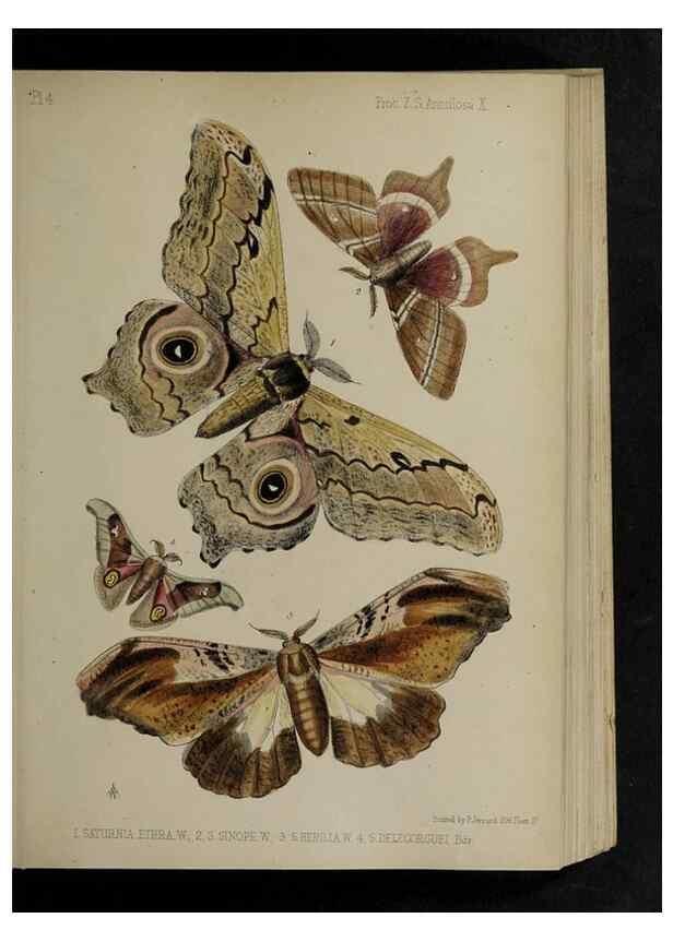 Reproducción/Reproduction 48991823108: Proceedings of the Zoological Society of London.. London :Academic Press, [etc.],1833-1965.. 
